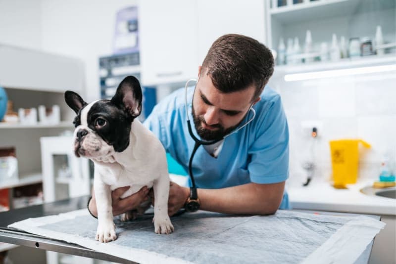 What is Anaplasmosis in Dogs & What Are The Long-Term Effects? What is Anaplasmosis in Dogs & What Are The Long-Term Effects?
