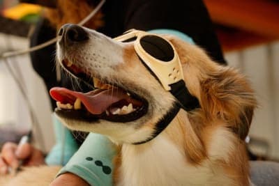 What Is Veterinary Cold Laser Therapy? What Is Veterinary Cold Laser Therapy?