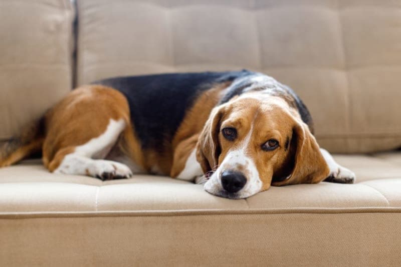 Bladder Stones in Dogs Bladder Stones in Dogs