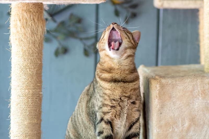 Cat Tooth Extractions: What to Expect & What to Watch For Cat Tooth Extractions: What to Expect & What to Watch For