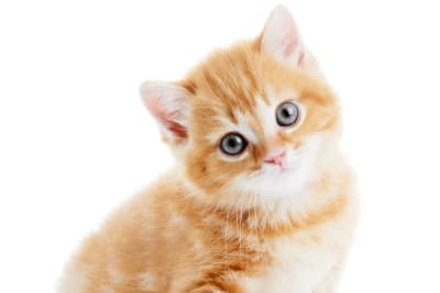How Old Do Kittens Have to Be to Get Fixed? How Old Do Kittens Have to Be to Get Fixed?