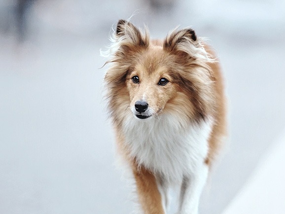 Everhart Animal Hospital About Us Hero Image Everhart Animal Hospital About Us Hero Image